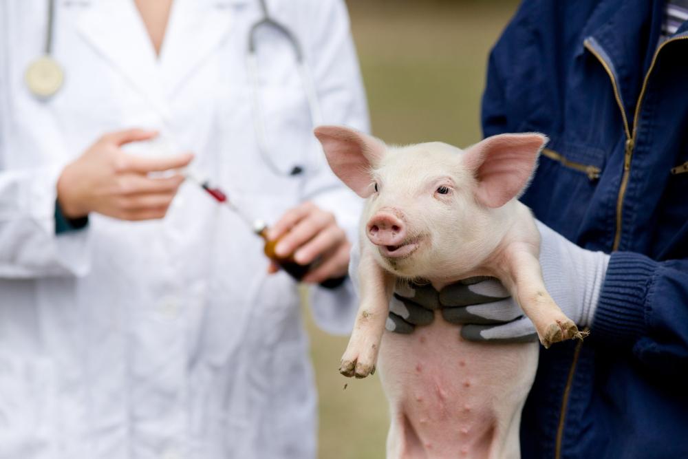 pig in hand