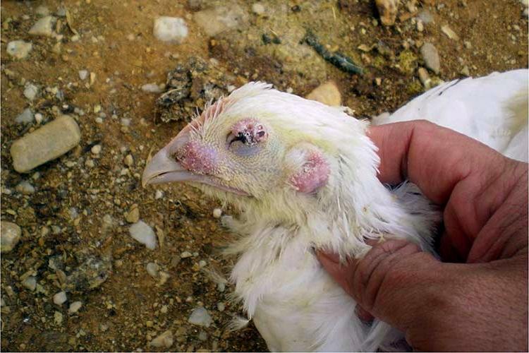 Aspergillosis of chickens