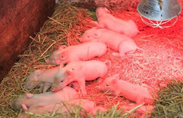 porc recent nascut