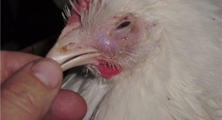 Pasterellez chickens