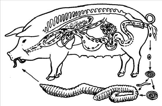 Ferkel