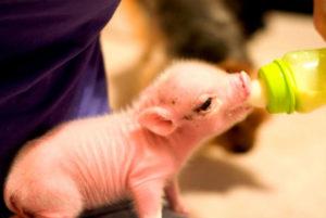 Cách cho heo con uống dầu cá và liều lượng, hướng dẫn sử dụng và lời khuyên