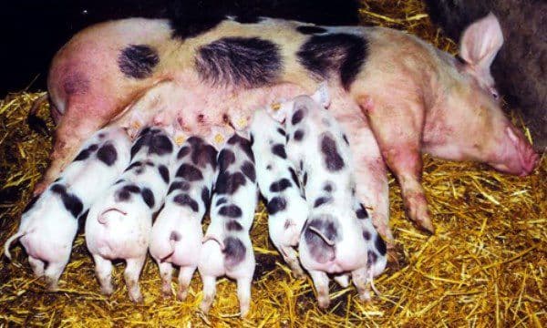 many pigs