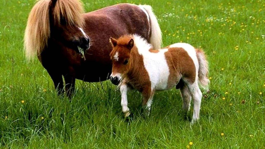 horse breeds Falabella