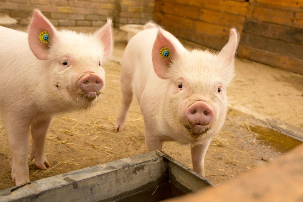 kleine Schweine