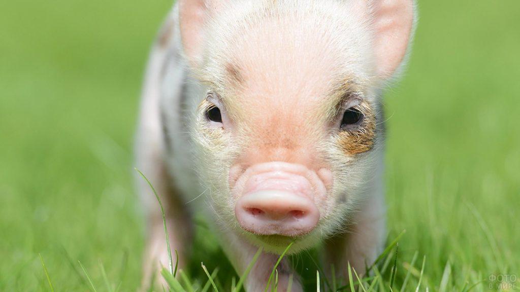 porc recent nascut