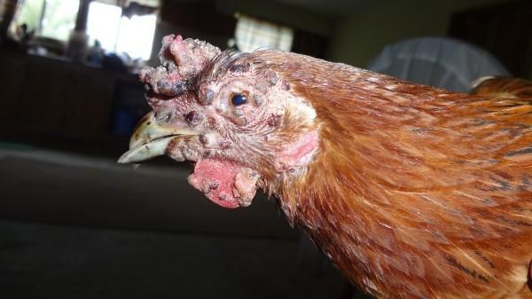 Smallpox chickens