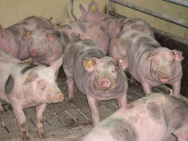 many pigs