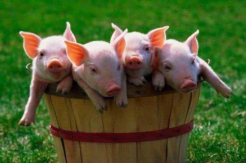 kleine Schweine