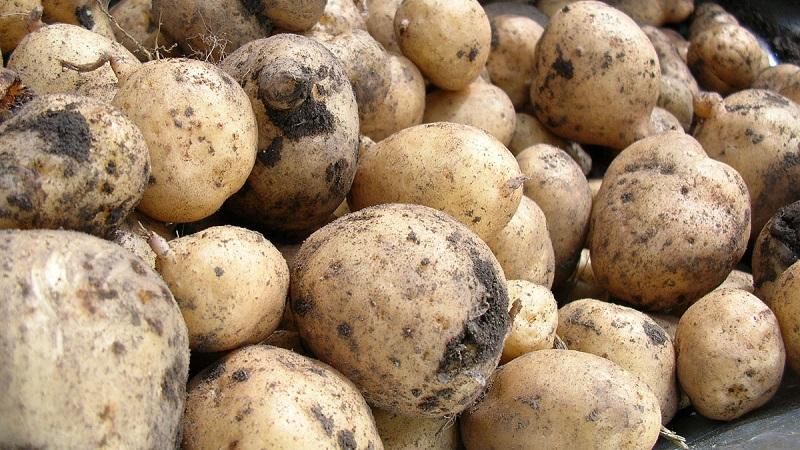 узрели картофи
