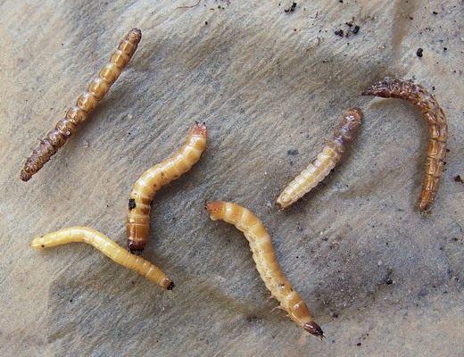 Clicker Beetle Larvae