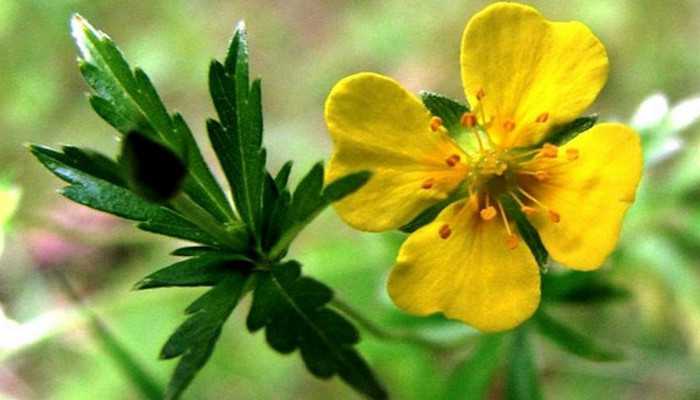 cinquefoil erecto