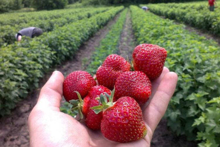 cultivo de morangos mel