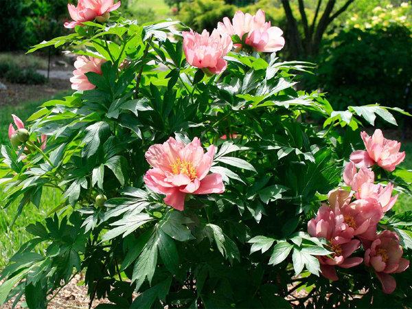 Old rose dandy