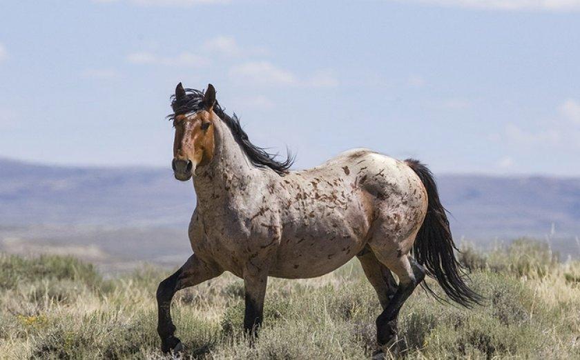 Mustangpferd