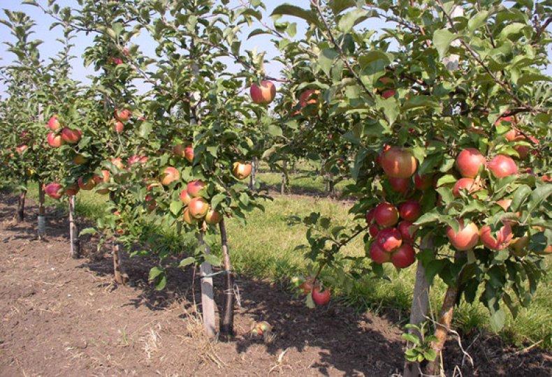 apple tree columnar ostankino