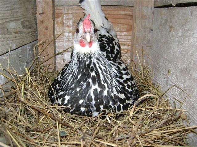 hamburg chickens