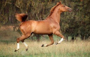 Trakehner atlarının tanımı, bakım kuralları ve maliyet