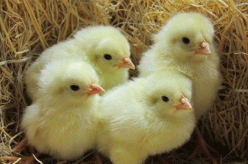 little chickens