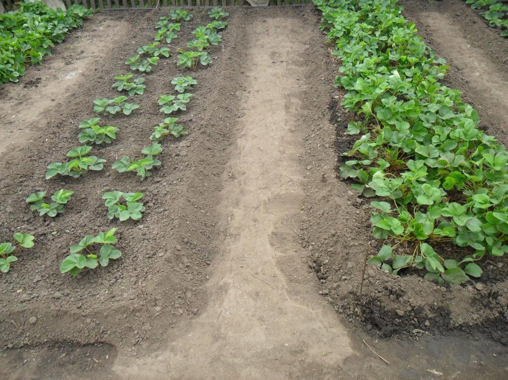 plantio de morango