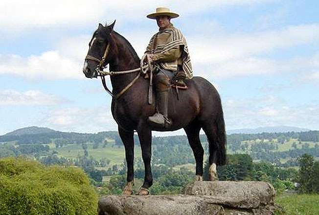 riding horse Chilean