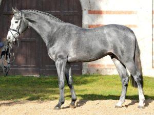 Descripció i característiques dels cavalls Holstein, normes de manteniment i preu