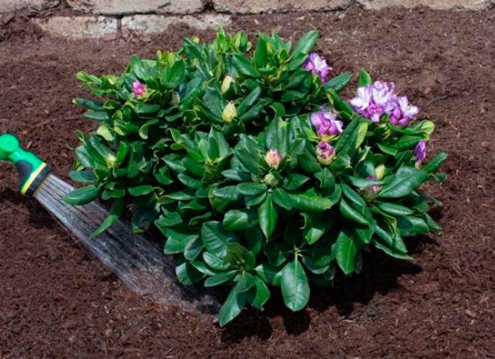 rhododendron de schlippenbach
