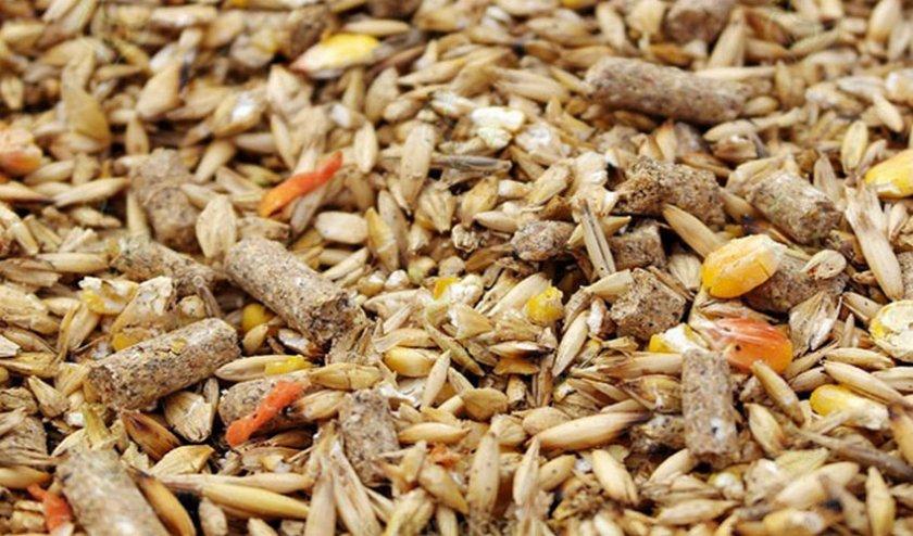 compound feed for chickens