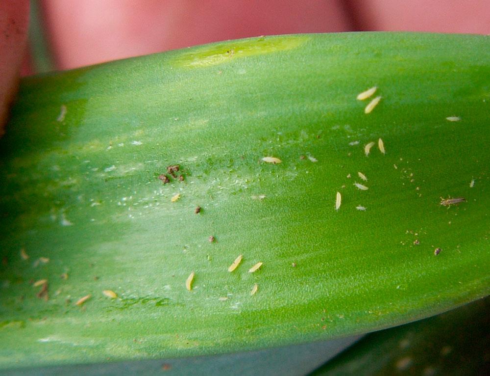 lily disease thrips