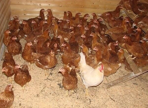 chickens brown nick
