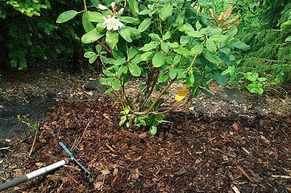 rhododendron de schlippenbach