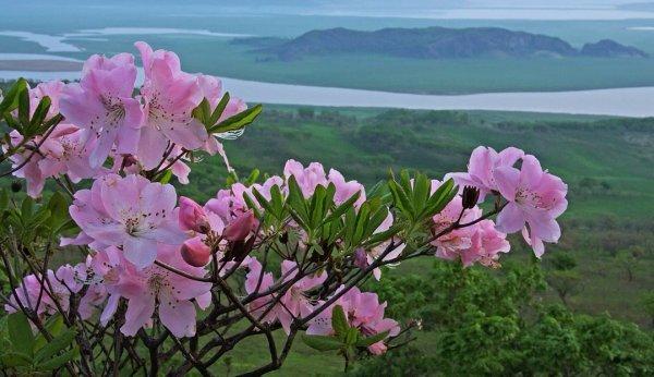 rhododendron de schlippenbach