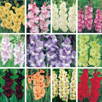 các giống gladioli