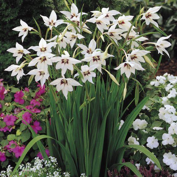 doftande gladiolus acidander