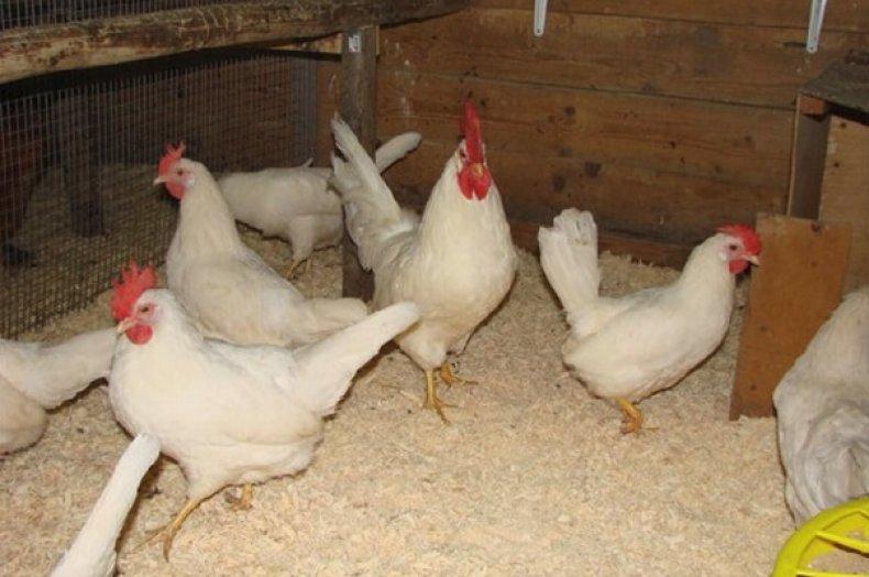pygmy leghorn at 33 description