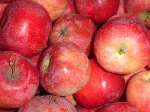 many apples