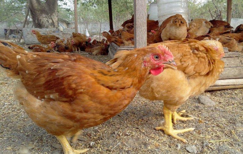 poulets sasso