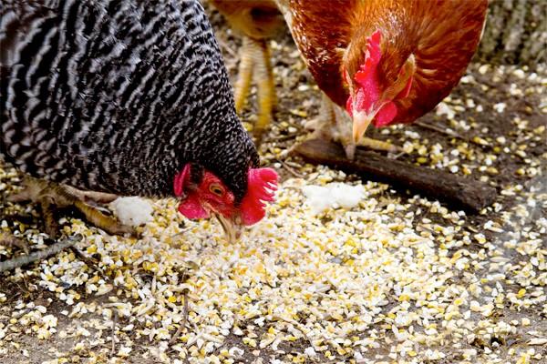 compound feed for chickens