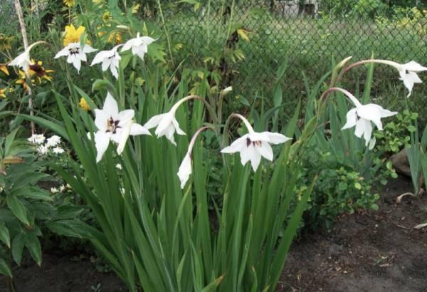 doftande gladiolus acidander