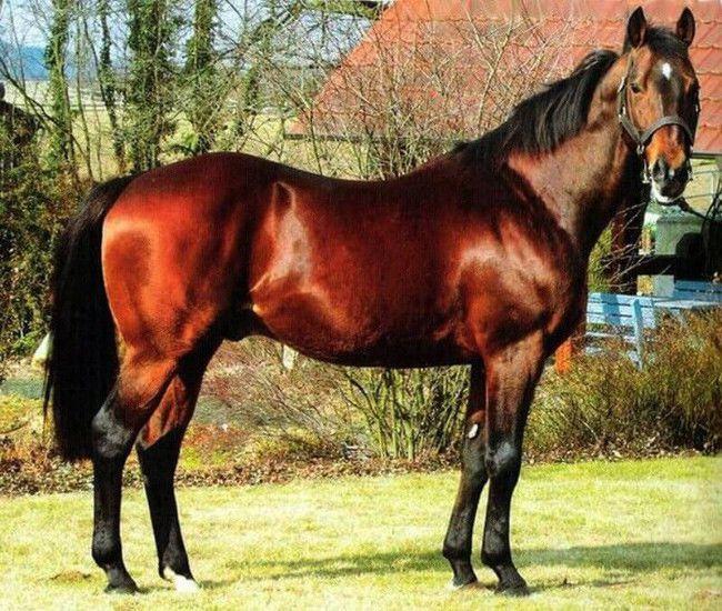 English racehorse