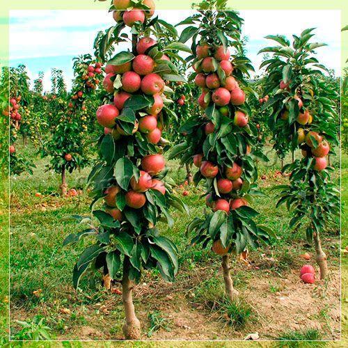 apple tree columnar