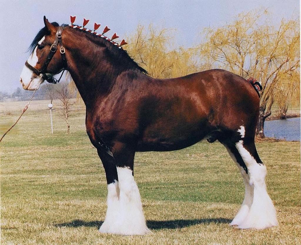 Σκωτσέζικο clydesdale