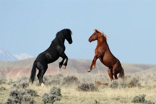 Mustangpferd