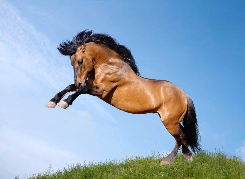 Mustangpferd