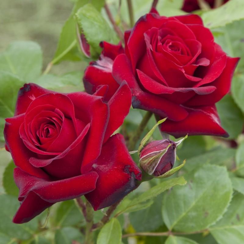 niccolo paganini rose