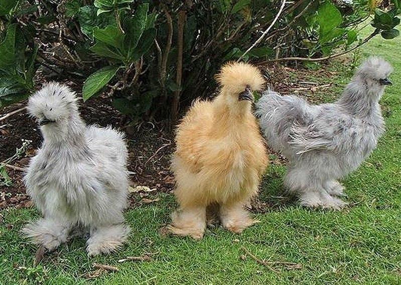 Chickens dominant