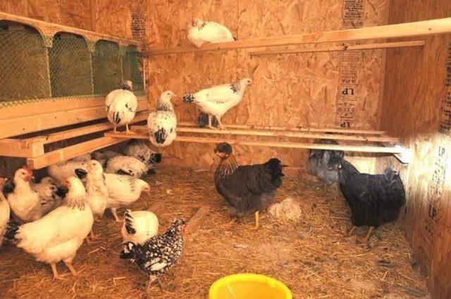 εξαερισμός στο κοτέτσι
