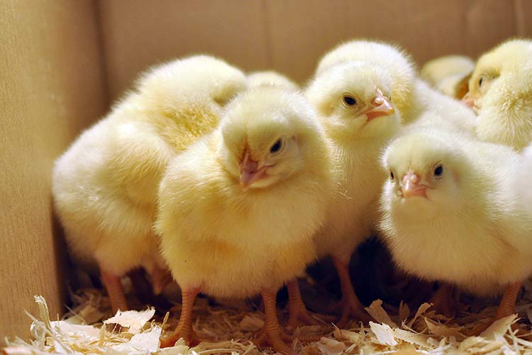 New Hampshire chicken breed