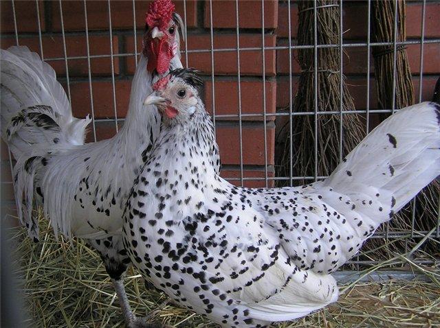 hamburg chickens