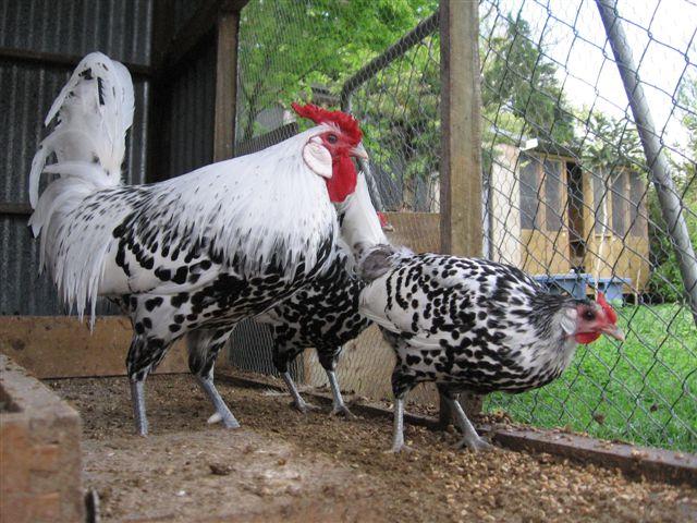 rooster and hen